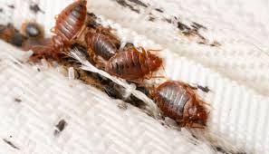 Comprehensive Bed Bug Inspection in Evanston, IL